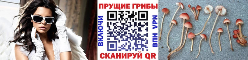 магазин продажи   OMG ссылки  Псилоцибиновые грибы мухоморы  Волгоград 